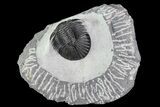 Scabriscutellum Trilobite Fossil - Tiny Eye Facets #82970-1